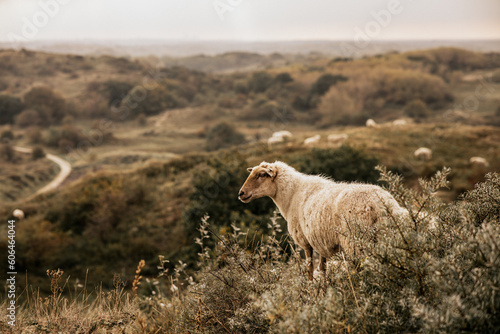 Sheep at the mountain photo