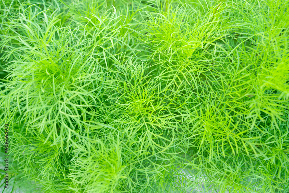Top view Dog fennel (Eupatorium capillifolium) in the garden