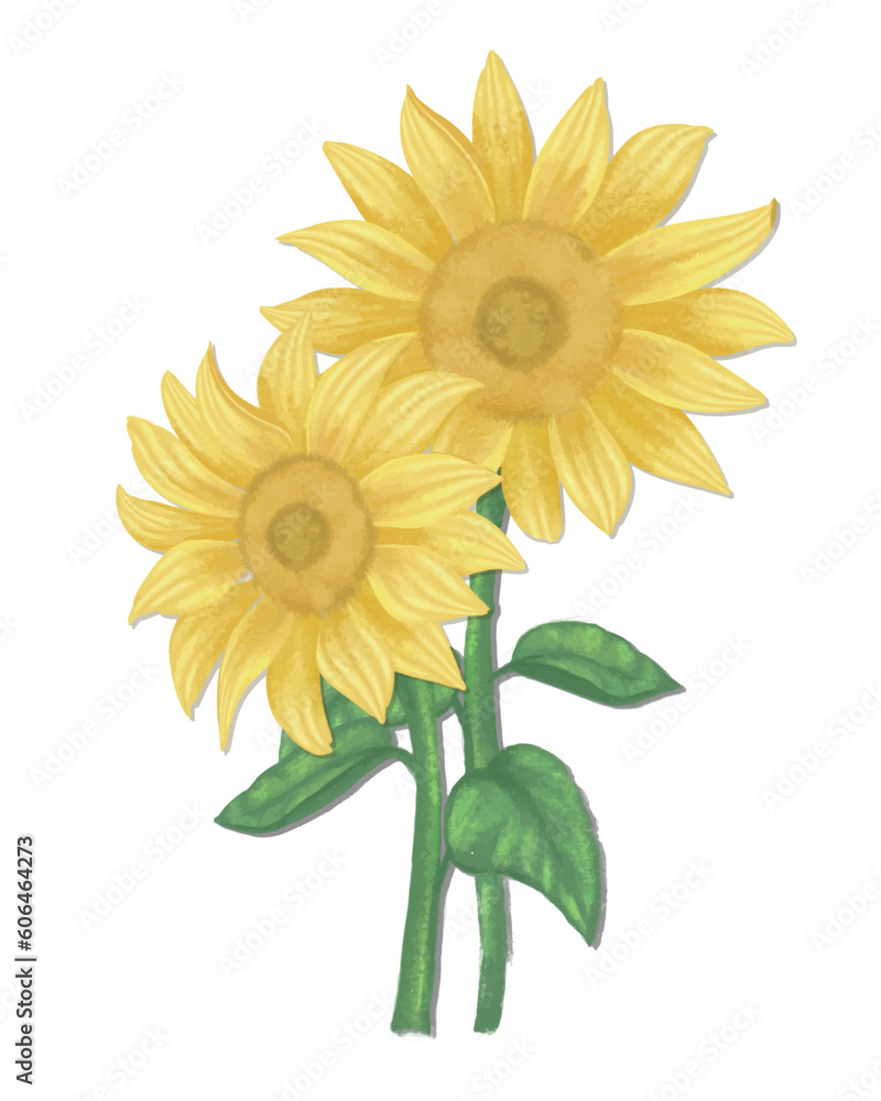 Naklejka premium sunflower isolated on white background