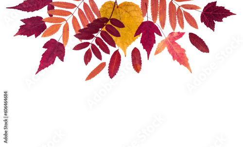 Colorful autumn leaves set cut out on a transparent background
 photo