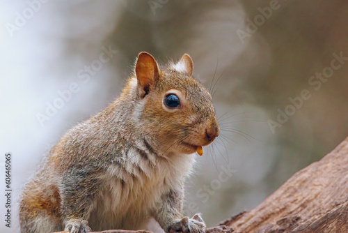 squirrel in the park. 