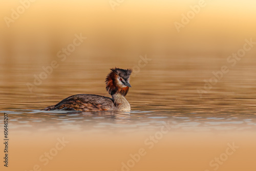 Great Crested Grebe swimming. Another day of photography and another beautiful Great Crested Grebe swimming in the calm waters of the lake.