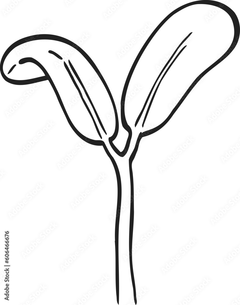 plant sprout drawing illustration. plant sprout drawing illustration.
