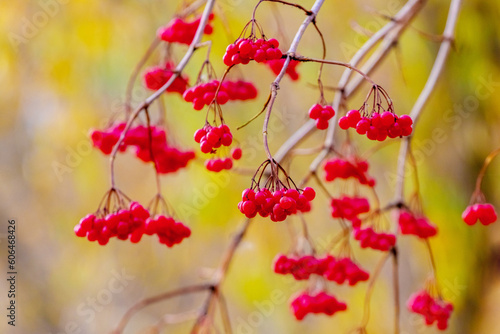 Viburnum bush with red berries on a blurred background in warm colors