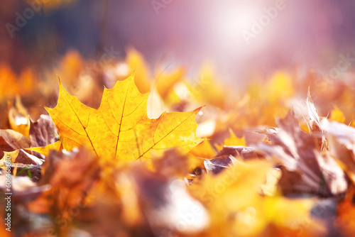 A yellow maple leaf on the ground in the sunlight. Autumn leaves