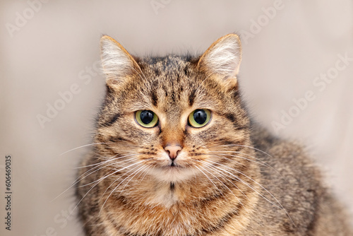 Close-up of a brown striped cat on a blurred background