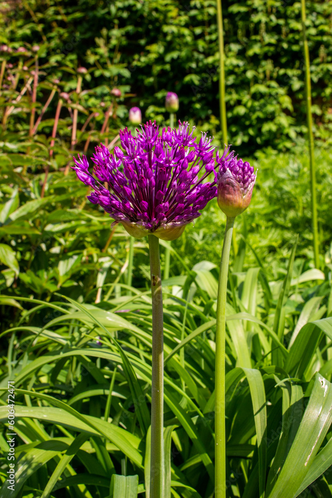purple flower in the garden purple flower in the garden