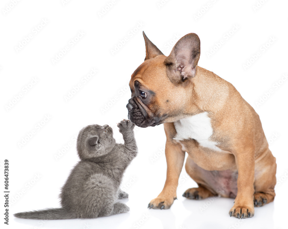Tiny kitten plays with French Bulldog puppy. isolated on white background Tiny kitten plays with French Bulldog puppy. isolated on white background