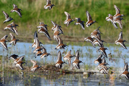 A large flock of Dunlin shorebirds in full breeding colors in a flooded field during migration