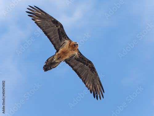 Bearded Vulture in flight against a blue sky © folkert