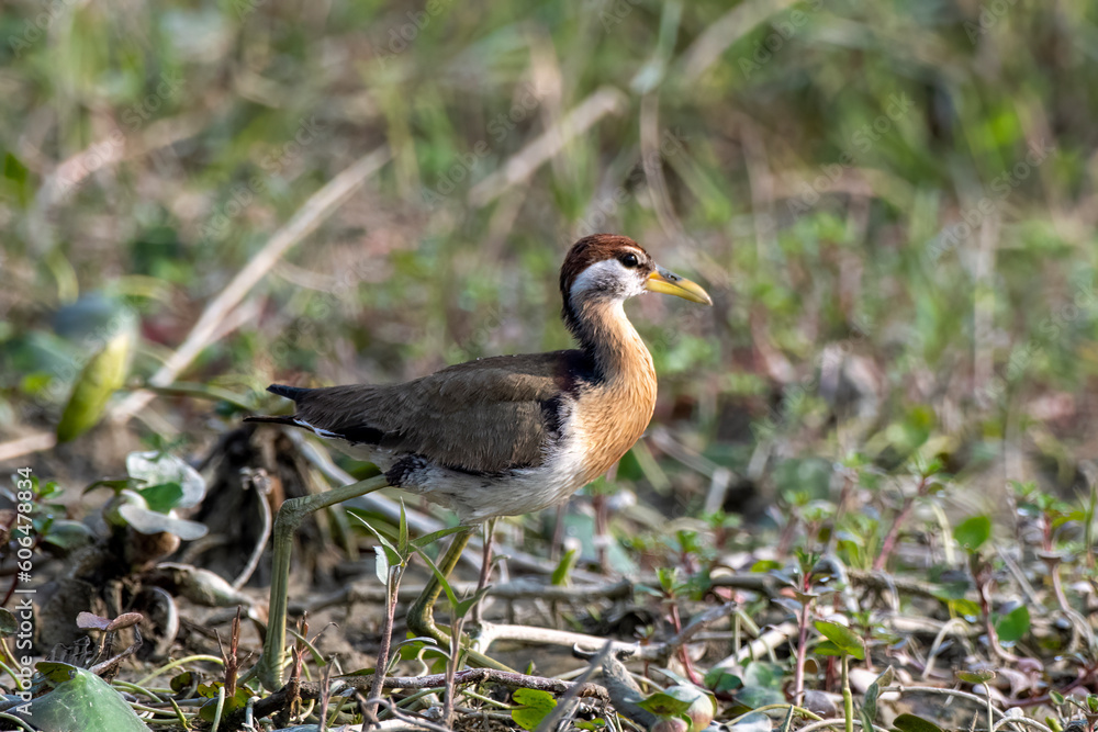 Bronze-winged jacana or Metopidius indicus observed in Gajoldaba in West Bengal Bronze-winged jacana or Metopidius indicus observed in Gajoldaba in West Bengal