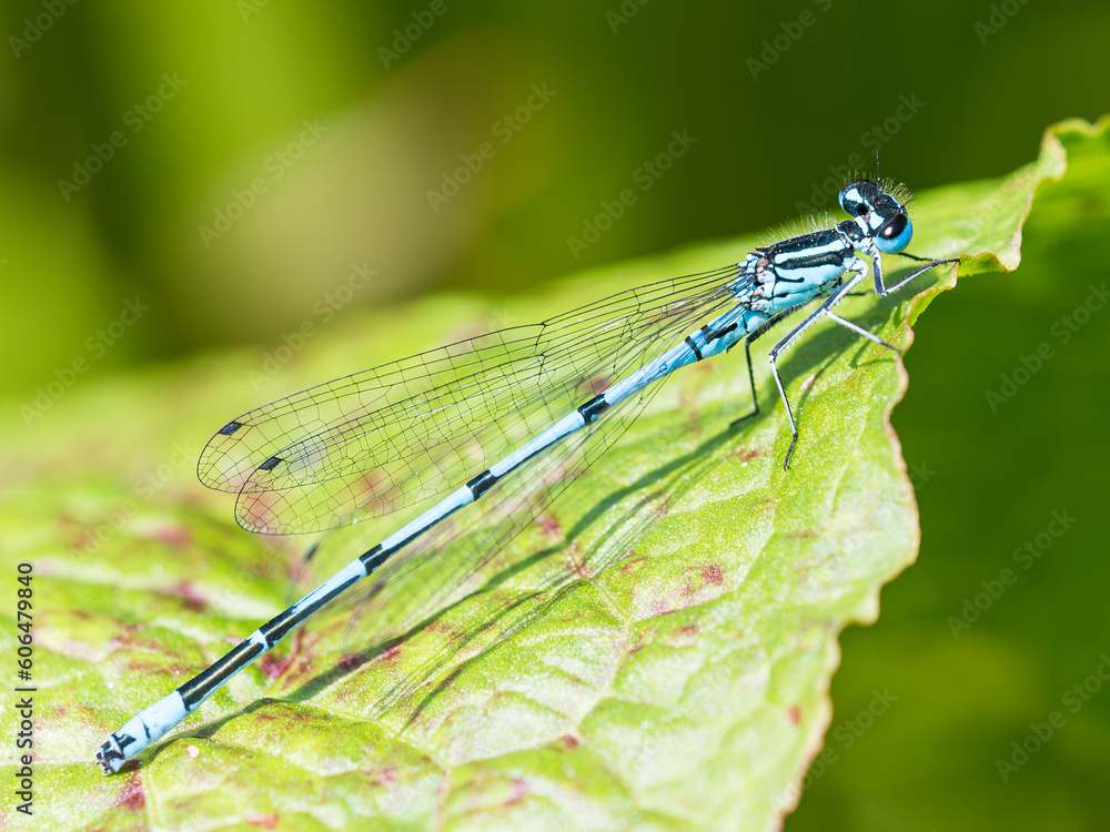 Azure Bluet Damselfly on a green leaf Azure Bluet Damselfly on a green leaf