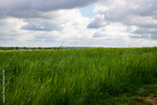 Panoramic view of a green field with white clouds