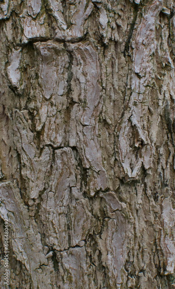 Details of the bark of spathodea campanulata Details of the bark of spathodea campanulata