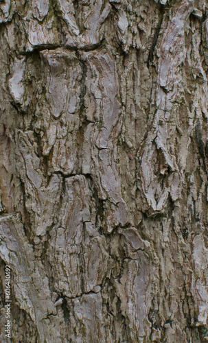 Details of the bark of spathodea campanulata