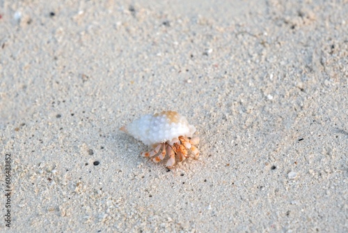 Hermit crab walking on tropical island in the morning 