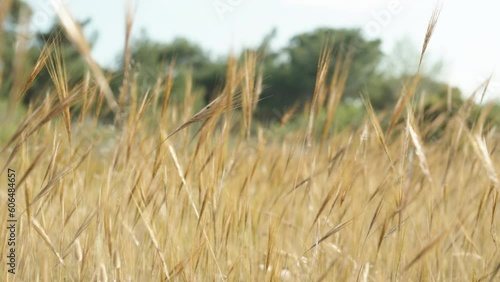 Golden dry grass stalks resembling a wheat field sway in the wind against the backdrop of trees. photo