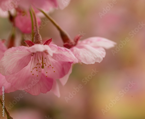 Lovely pink cherry blossom flowers. The scientific name is Prunus kanzakura. photo