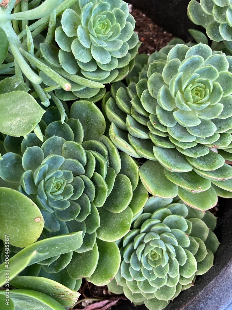 close up of succulents close up of succulents