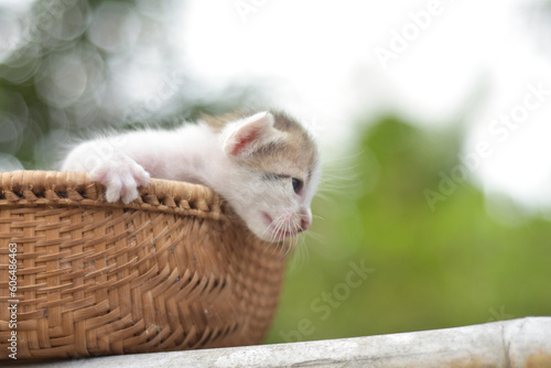 Cute little kitten in basket wood.