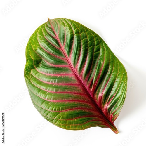 Prayer plant leaf isolated on white background. Generative AI