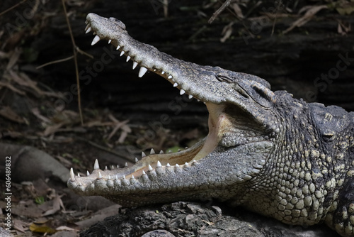 The thai crocodile rest on the garden