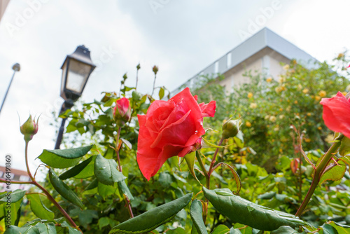 Les roses en rosiers photo