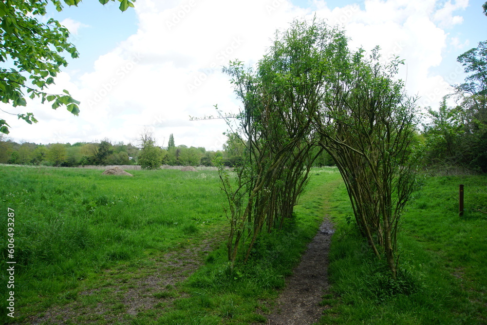 Willow arch in East town park, Haverhill, Suffolk, Uk, May 2023