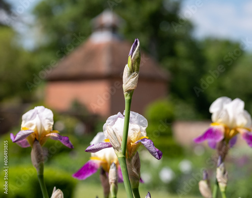 Iris flowers at the historic walled garden at Eastcote House, Hillingdon, UK. Dovecote in the background. photo