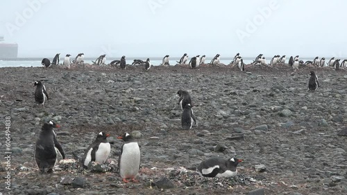 Penguins in Antarctica. Adelie Penguins on the nest at Paulet Island in Antarctica. Animal, bird, wildlife on arctic nature. photo