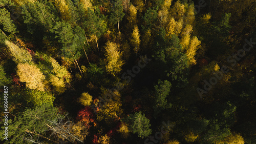 Flight over autumn forest. Beautiful autumn colors. Aerial view