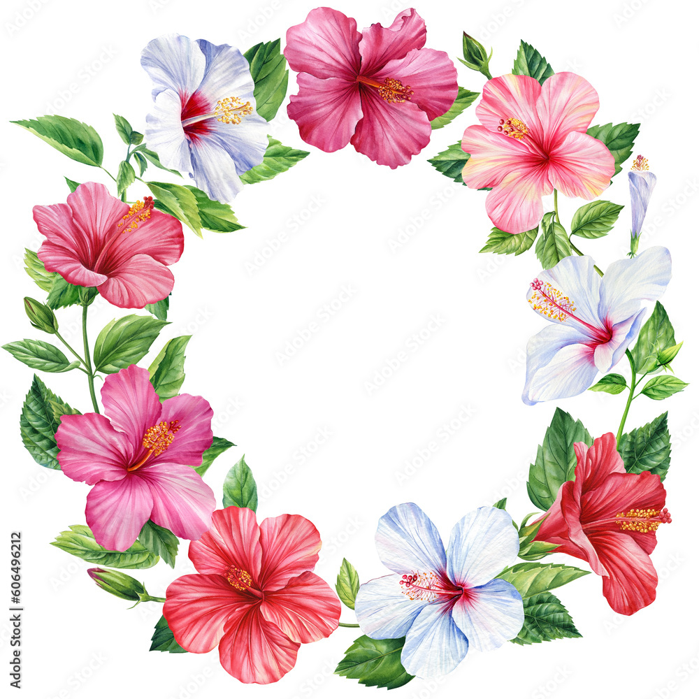 Hibiscus flowers wreath, isolated white background, botanical illustration, tropical colorful floral watercolor. 