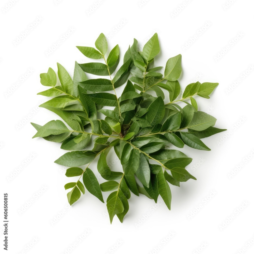 Curry leaves isolated on white background. Generative AI Curry leaves isolated on white background. Generative AI
