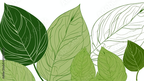 green leaves background, design elements, frames, calligraphic. Vector floral illustration with branches, berries, feathers and leaves. Nature frame on white background