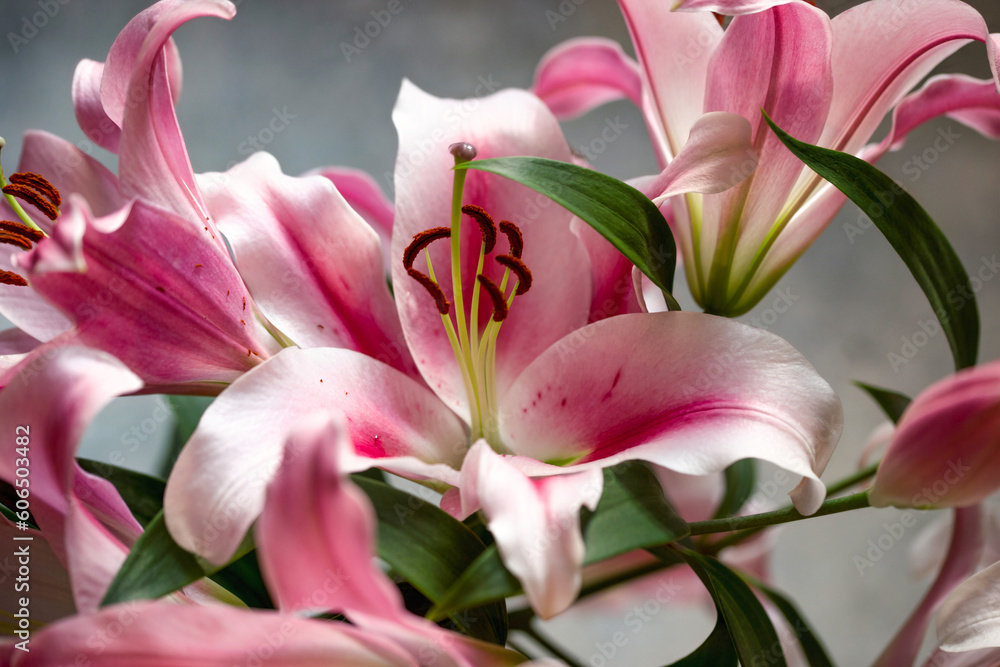 Pink bunch of lily flowers. Purple lilies in a bouquet. Lily close up.