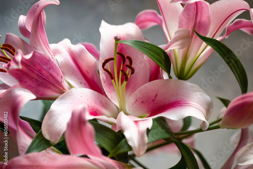 Pink bunch of lily flowers. Purple lilies in a bouquet. Lily close up.