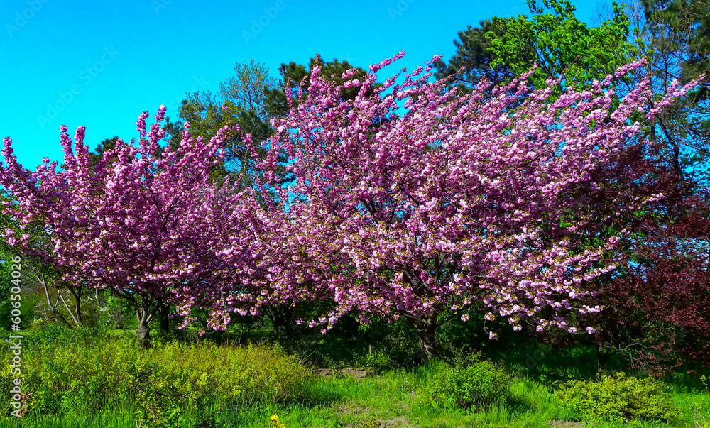 Blooming sakura tree in the botanical garden, Ukraine