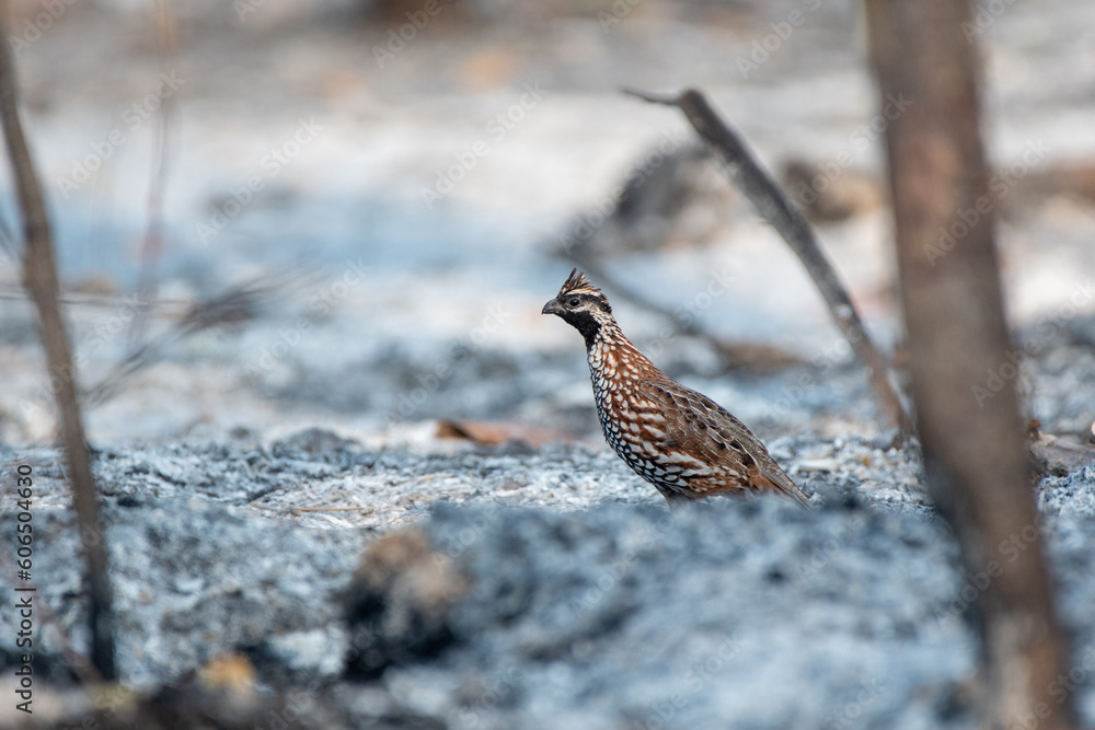 Black-throated Bobwhite Black-throated Bobwhite