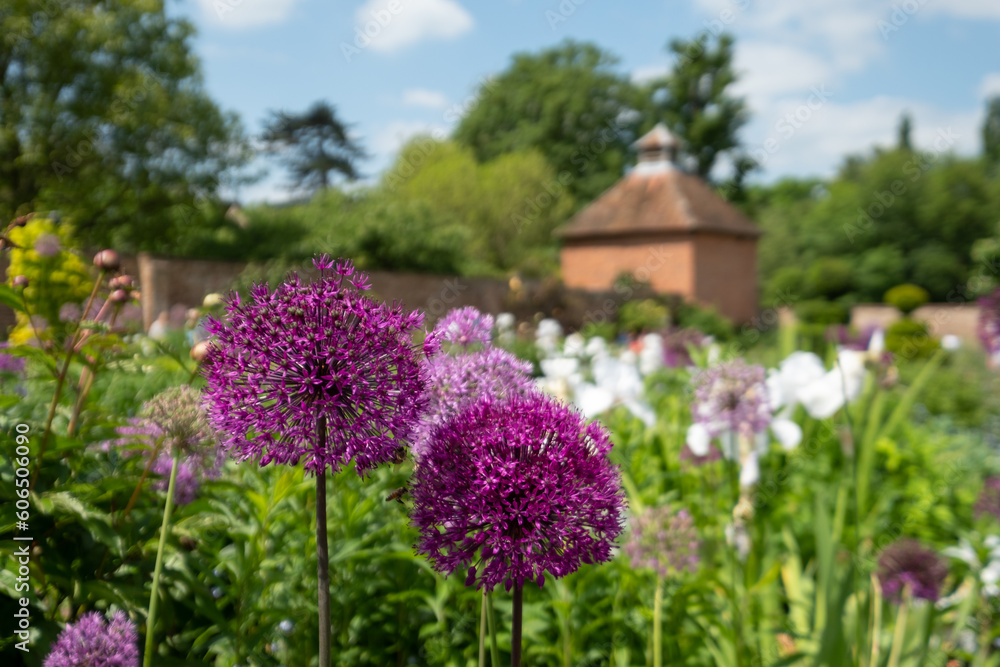 Stunning spherical purple allium flowers at the walled garden in the historical Eastcote House gardens, Eastcote Hillingdon, UK. Stunning spherical purple allium flowers at the walled garden in the historical Eastcote House gardens, Eastcote Hillingdon, UK.