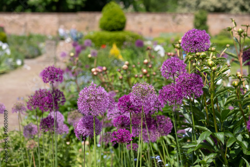 Fototapeta Naklejka Na Ścianę i Meble -  Stunning spherical purple allium flowers at the walled garden in the historical Eastcote House gardens, Eastcote Hillingdon, UK. 