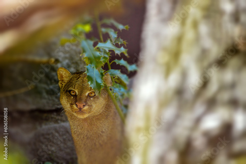 Portrait of little jaguarundi in free nature.  photo