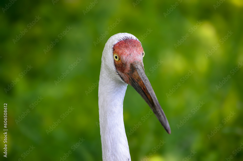 Elegant porstrait of white necked crane in free nature.