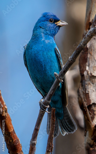 Indigo Bunting