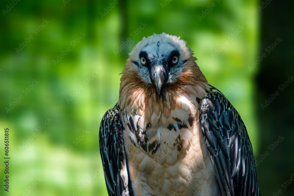 Adorable portrait of bearded vulture. Adorable portrait of bearded vulture.