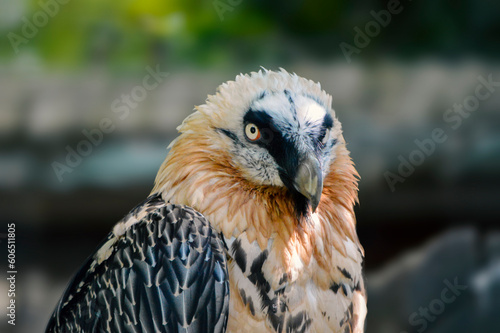 Adorable portrait of bearded vulture. 