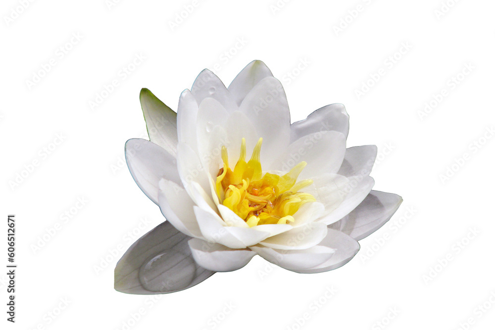 Φωτογραφία Water Lily closeup, isolated on a white background
