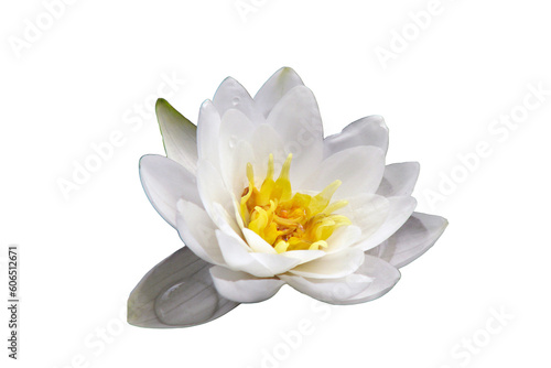 Fényképezés Water Lily closeup, isolated on a white background