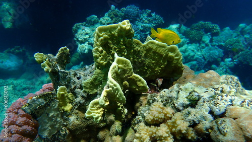 Sheet fire coral or blade fire coral  plate fire coral  Millepora platyphylla  undersea  Red Sea  Egypt  Sharm El Sheikh  Nabq Bay