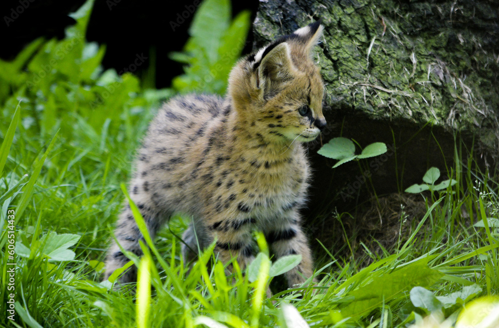 Fototapeta premium Adorable little serval in free nature playing around.
