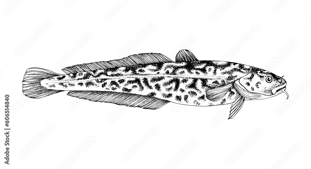 Foto Predatory Burbot. Fresh water fish.
